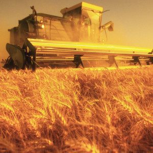 Grain Accumulator